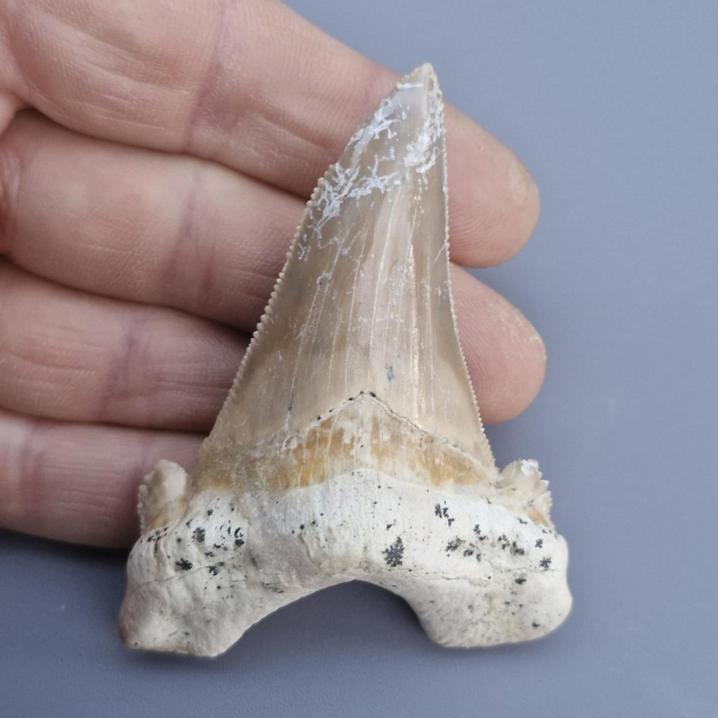 Nagy Megatooth Cápa - Fosszilis fog - Carcharocles sokolowi - 83 mm - 59 mm (Nincs minimálár) #1.0