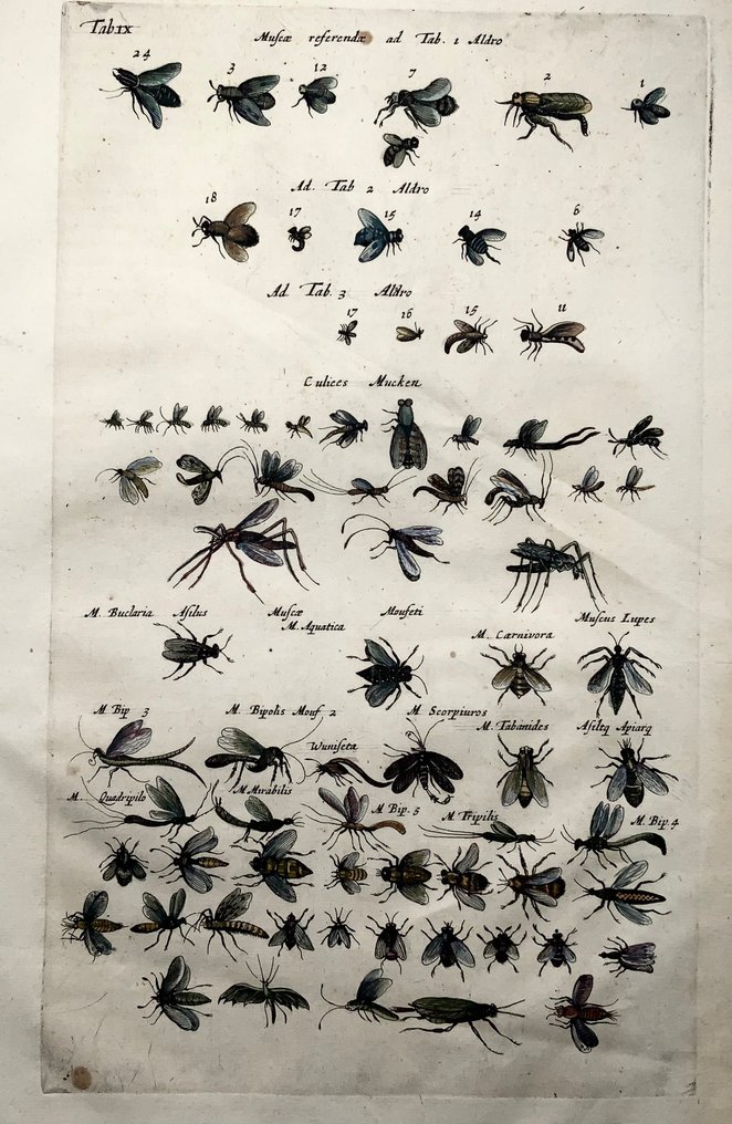 Matthäus Merian (1593-1650) - hand coloured folio: Bugs, wasps, flies, insects - 1657 #3.2