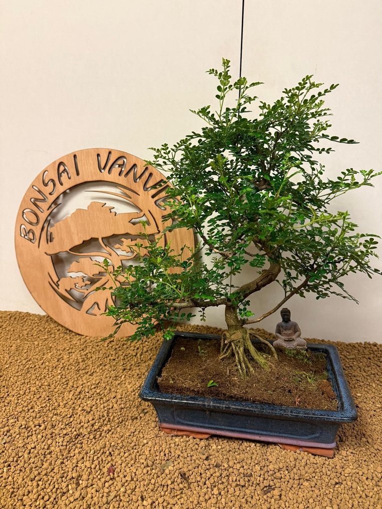 Chinese pepper bonsai (Zanthoxylum) - Height (Tree): 40 cm - Depth (Tree): 40 cm - Belgium #3.2