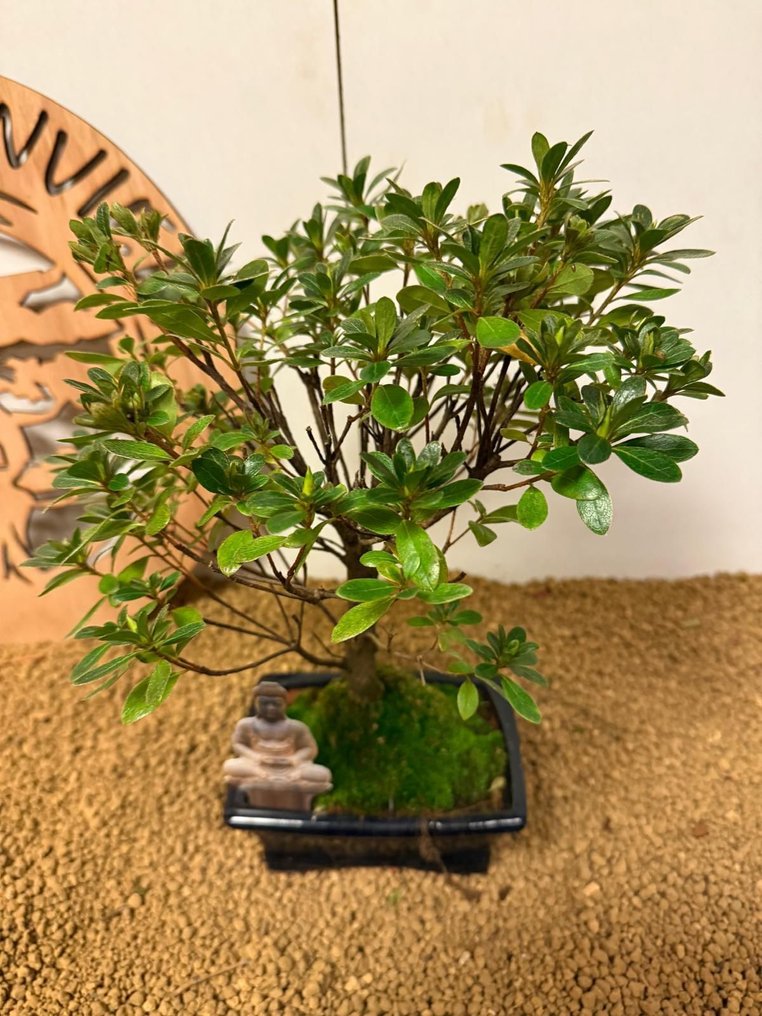 杜鹃花盆景（杜鹃花） - 高度 (树干): 30 cm - 深度 (树干): 25 cm - 比利时 #1.0