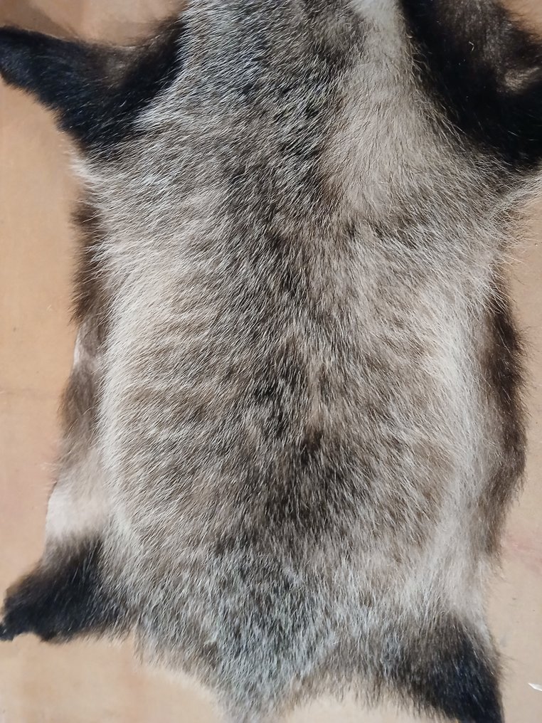 Ασβός Μελέτη του δέρματος - Meles Meles - 100 cm - 60 cm - 5 cm - Είδη που δεν ανήκουν στο CITES #2.1