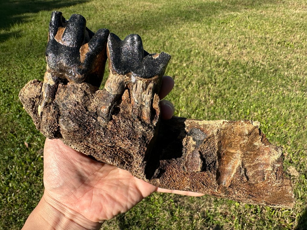 Säugetier - Fossiler Unterkieferknochen (Ohne mindestpreis) #2.1