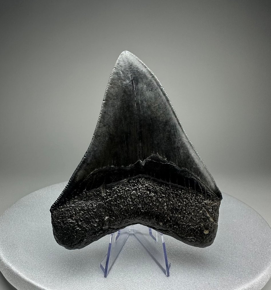 Megalodon - Fossiler Zahn - 12 cm - 10 cm #2.1