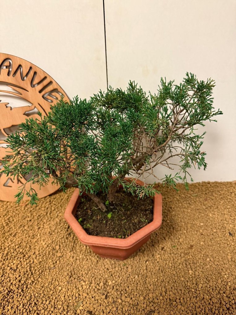 Juniper bonsai (Juniperus) - Height (Tree): 27 cm - Depth (Tree): 35 cm - Portugal #4.3