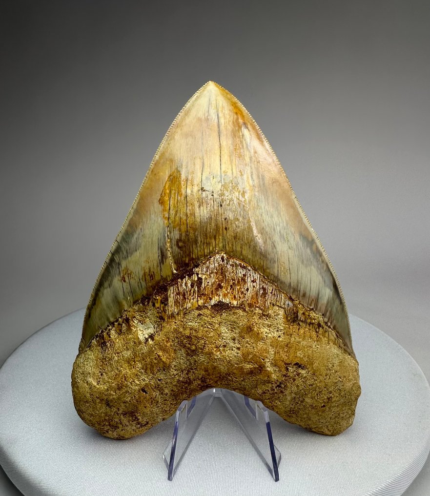Megalodon - Fossiler Zahn - 14.2 cm - 11 cm #1.0