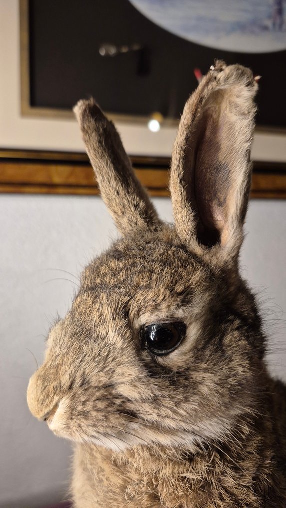 Lapin de Garenne Taksidermi vægmontering - Oryctolagus cuniculus - Adorable spéucimen adulte - frais d'envoi GRATUITS !!!! - 40 cm - 26 cm - 18 cm - Ikke-CITES arter #4.3