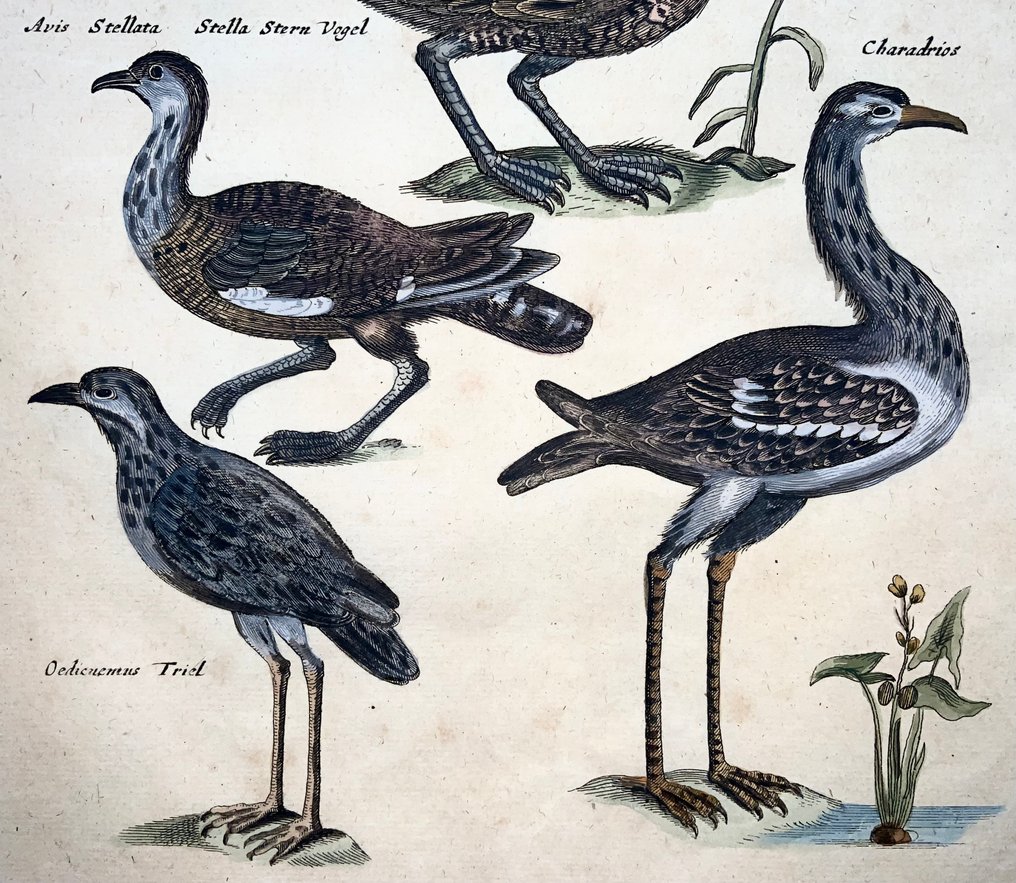 Matthäus Merian (1593-1650) - birds: Hazel Grouse; Bustard; Tern; Plover species - 1657 #1.0