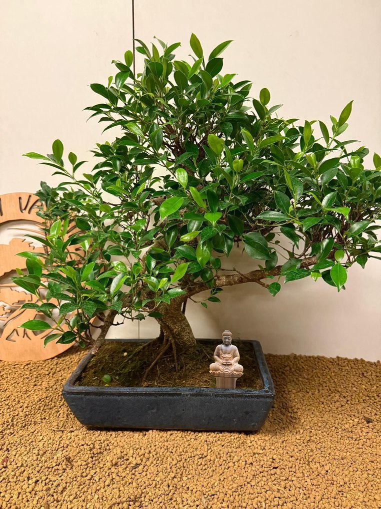 Fig tree bonsai (Ficus) - 高度 (樹): 55 cm - 深度 (樹): 66 cm - 比利時 #1.0