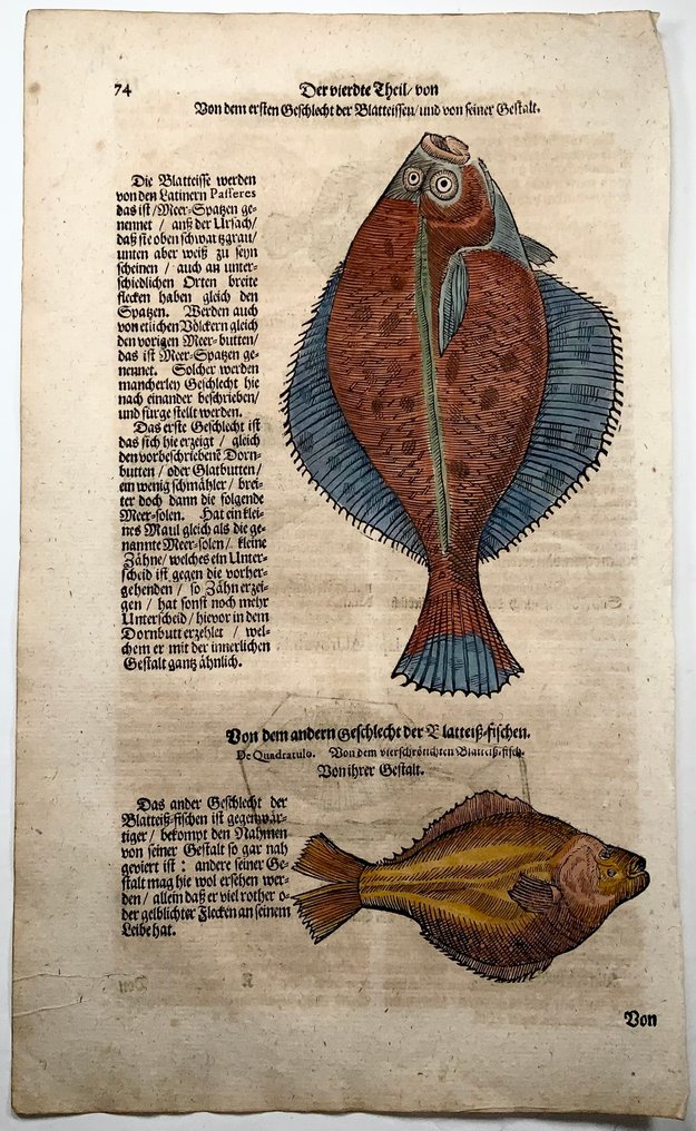 Conrad Gesner [1516-1565] - Brill, Flatfish, Turbot - hand coloured woodcuts - 1669 #1.0