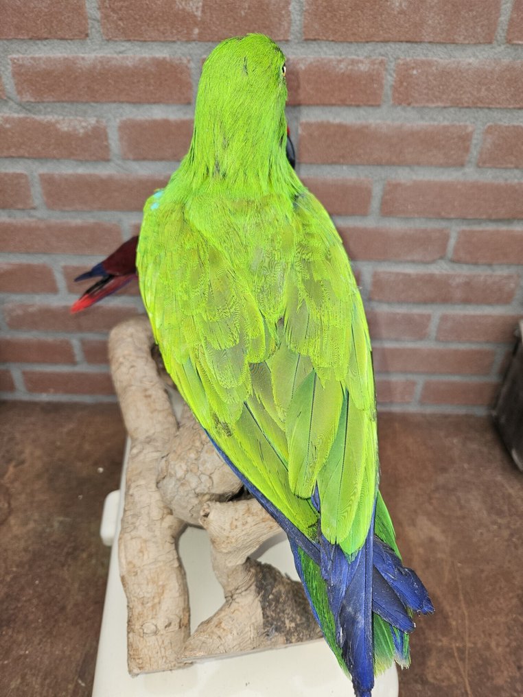 Koppelin edelpapukaijat Täytetyn eläimen koko kehon jalusta - Eclectus polychloros and Eclectus roratus - 40 cm - 45 cm - 21 cm - CITES Appendix II - EU:n Annex B - 2 #2.1