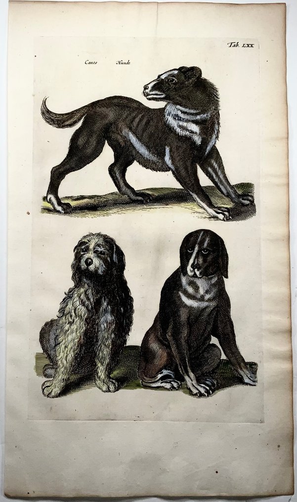 Matthäus Merian (b1593) - hand col. folio: Breeds of Domesticated Dogs - 1657 #2.1
