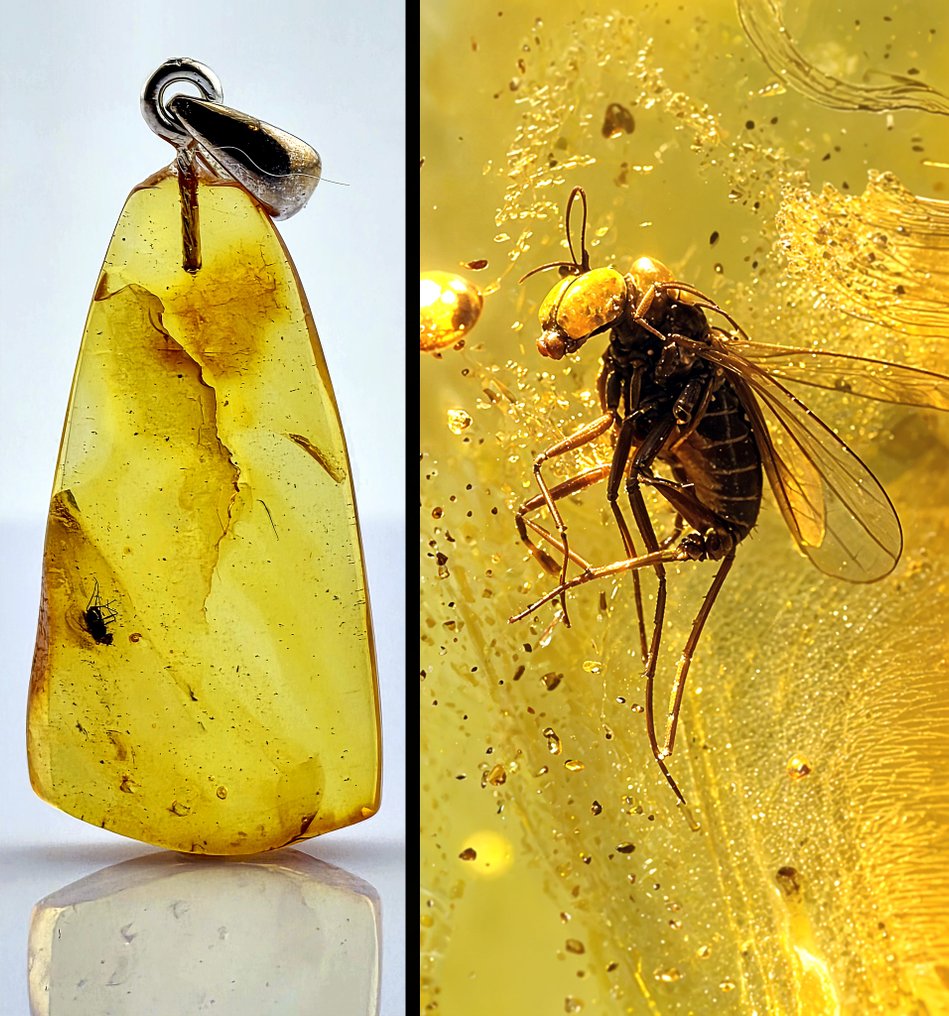 Collector’s Eocene Baltic Amber Vedhæng – Ancient FLY Inklusion – Sjælden Naturlig Eksemplar - Rav (Ingen mindstepris) #1.0