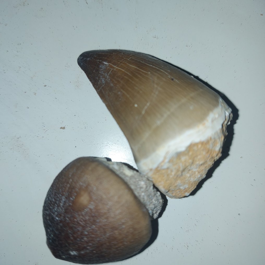 Mosasaur & Globidens - Fossil teeth - 6 cm - 3 cm (No reserve price) #1.0