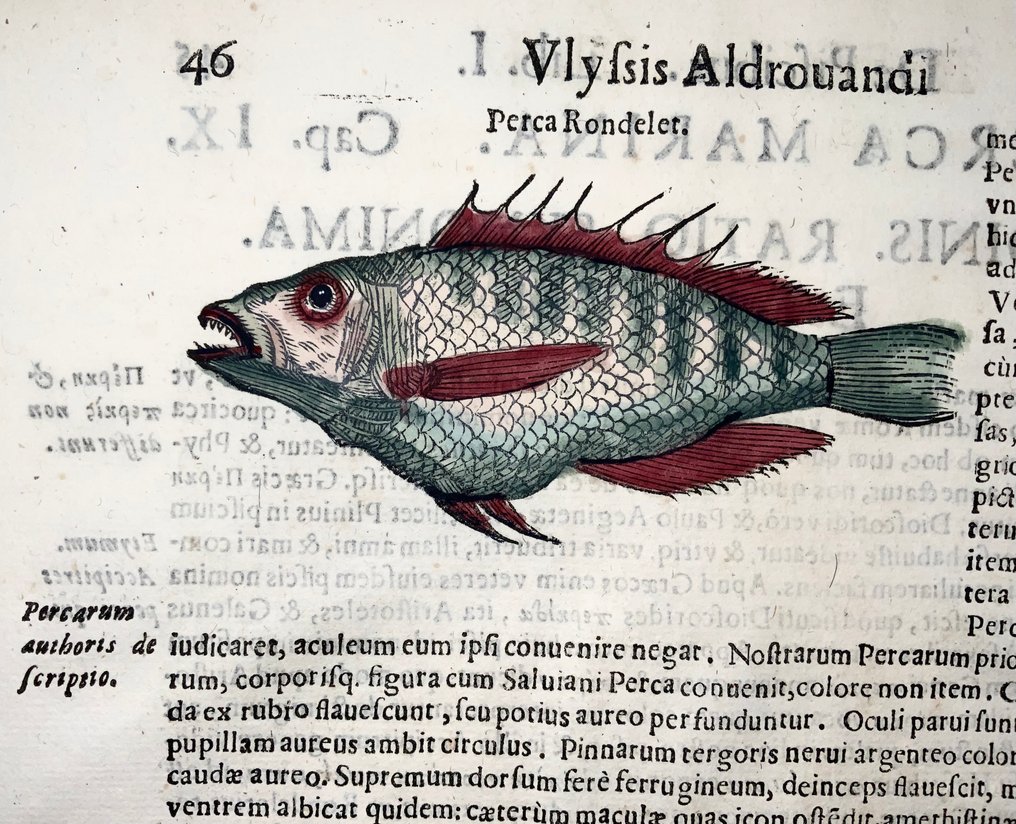Cristoforo Coriolano (1540-?) - Perch fish, folio with hand coloured woodcut - 1638 #3.2