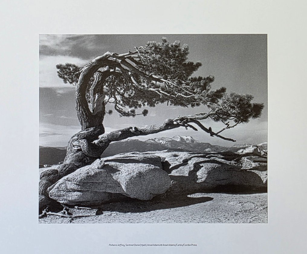 Ansel Adams (1902–1984) - Jeffrey Pine, Sentinel dôme, Yosemite, 1940 #2.1