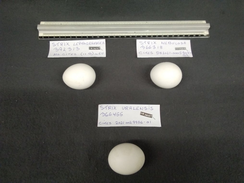 Σπάνια αυγά κουκουβάγιας Αυγό - Strix nebulosa - uralensis - leptogrammica - with EU trading certificate and tags - 40 mm - 50 mm - 40 mm- CITES Προσάρτημα ΙΙ - Παράρτημα Α στην ΕΕ - (3) #3.2