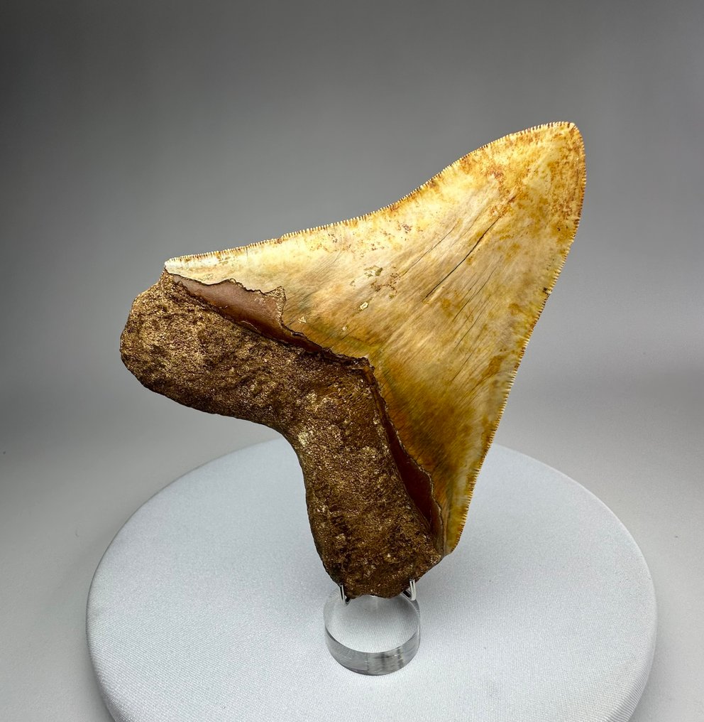 Megalodon - Fossiler Zahn - 14 cm - 11 cm #4.3