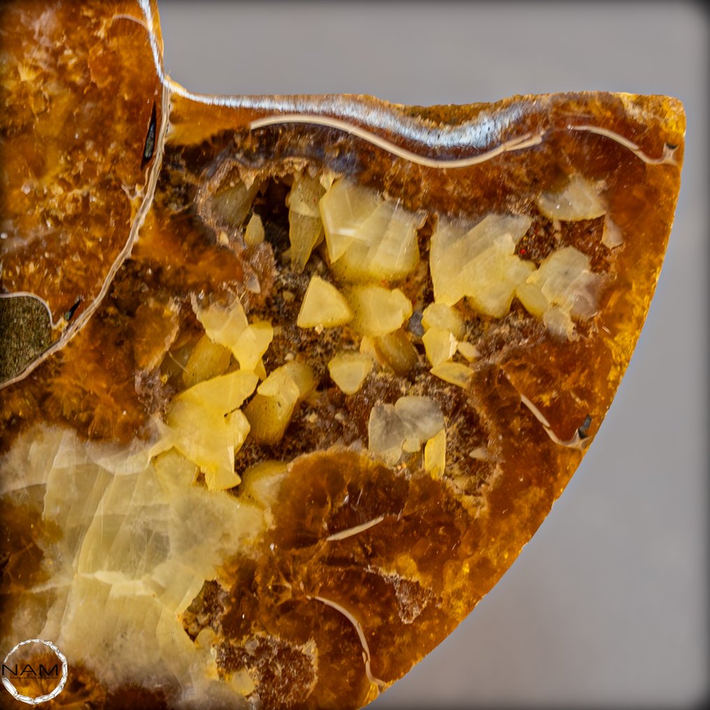 Beautiful ammonite slabs. Timeless fossils art from prehistoric times- 225.29 g - (2) #3.2