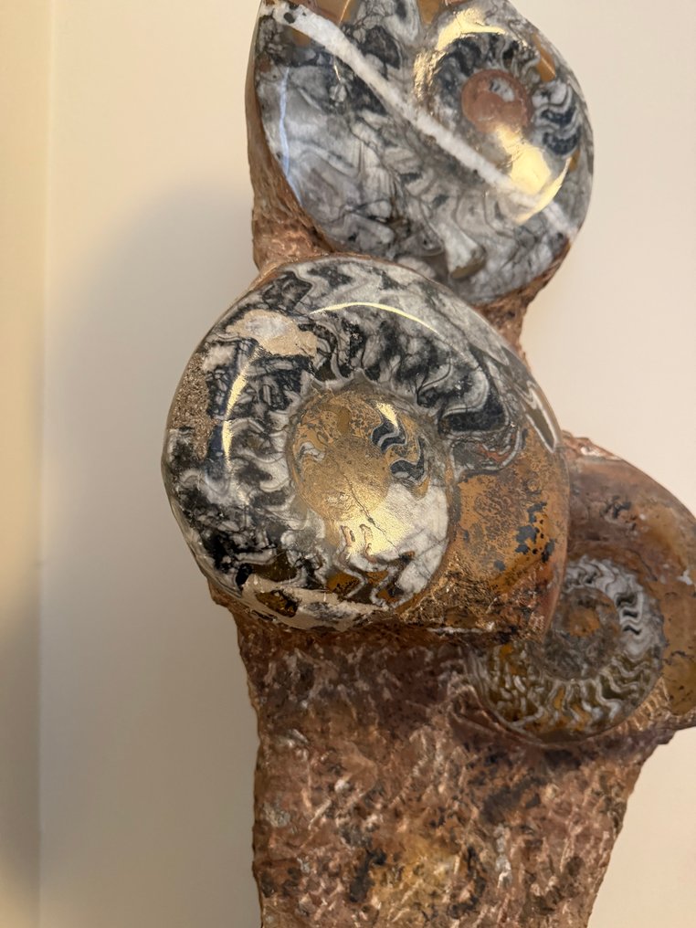 Amonite - Matriz fóssil - Ammonoidea - 54 cm (Sem preço de reserva) #1.0