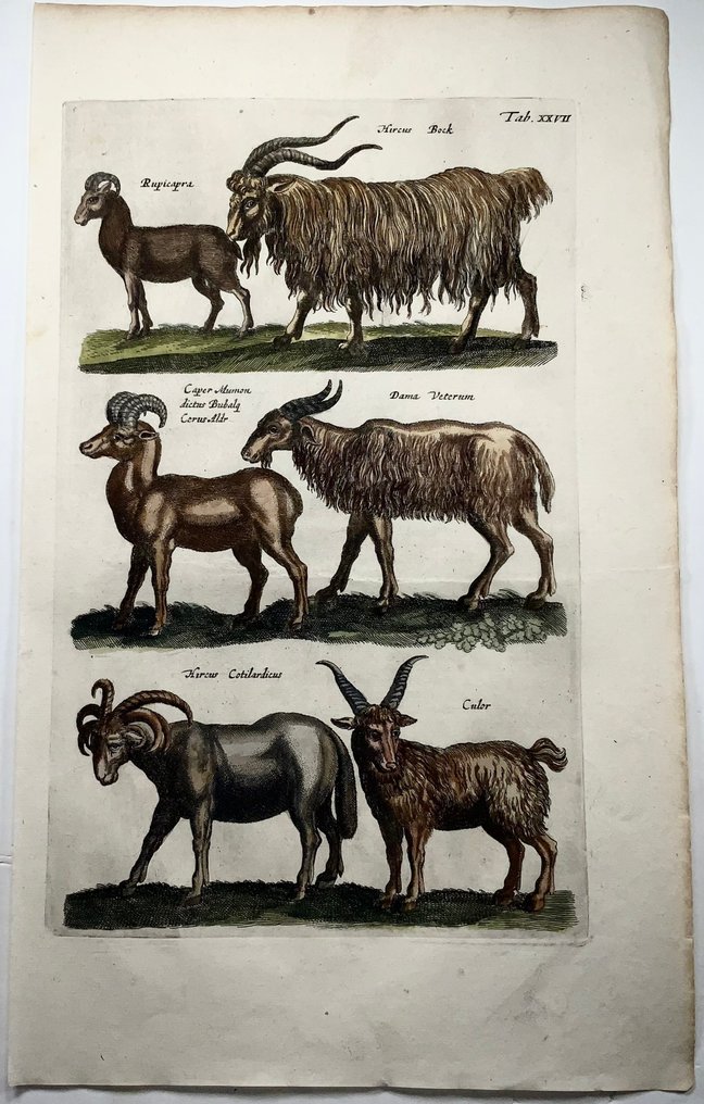 Matthäus Merian (b1593) - hand col. folio: Bovidae, Goats, Sheep - 1657 #3.2