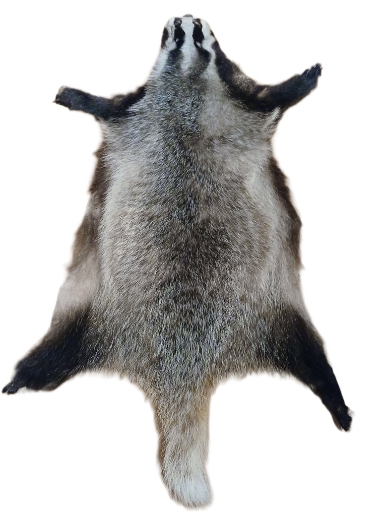 Ασβός Μελέτη του δέρματος - Meles Meles - 100 cm - 60 cm - 5 cm - Είδη που δεν ανήκουν στο CITES #1.0