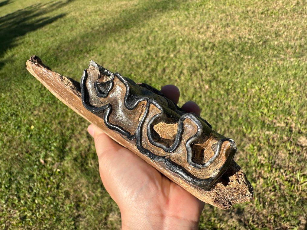 Säugetier - Fossiler Unterkieferknochen (Ohne mindestpreis) #3.2