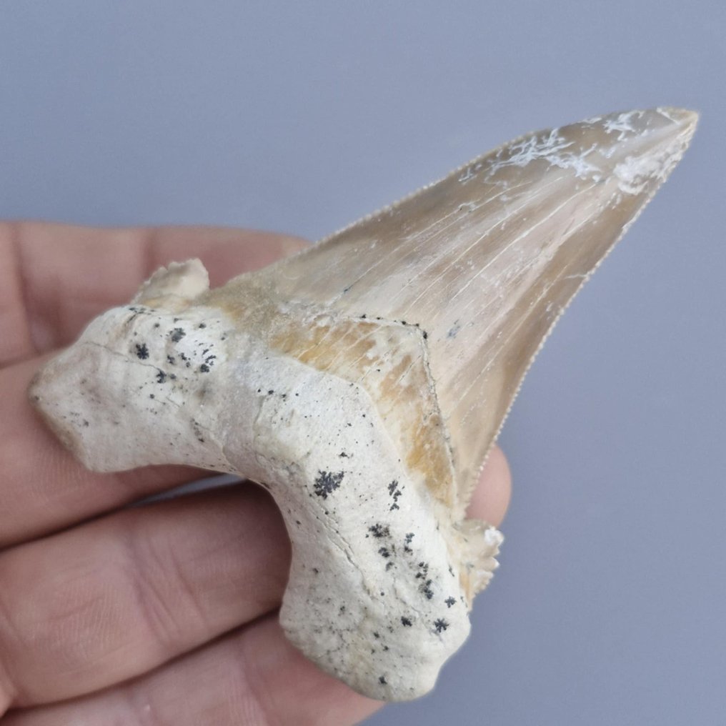 Nagy Megatooth Cápa - Fosszilis fog - Carcharocles sokolowi - 83 mm - 59 mm (Nincs minimálár) #4.3