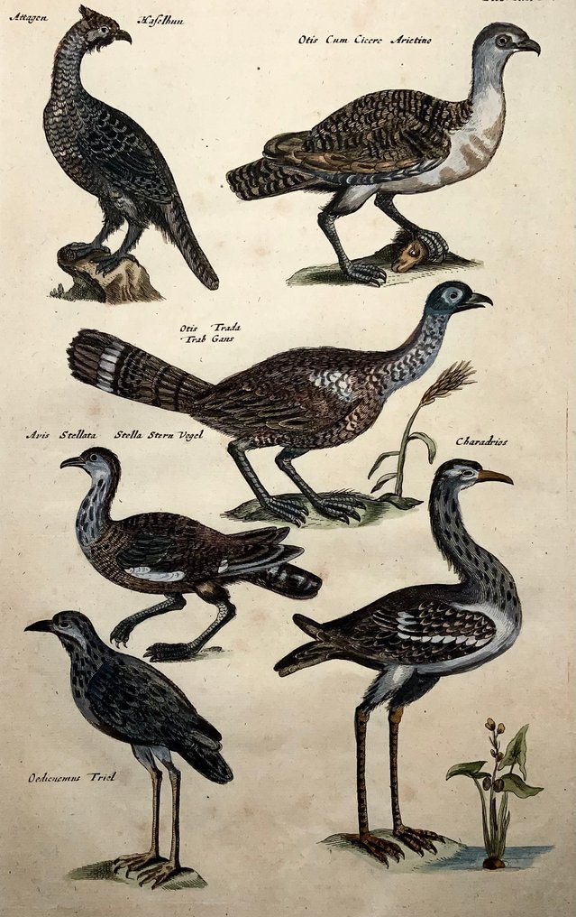 Matthäus Merian (1593-1650) - birds: Hazel Grouse; Bustard; Tern; Plover species - 1657 #3.2