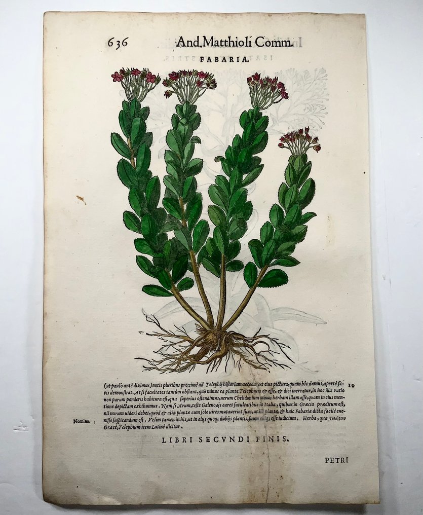 Giorgio Liberale; W. Meyerpeck - Folio, 2 large woodcuts, Botany, herbs: Fumitory - 1565 #1.0