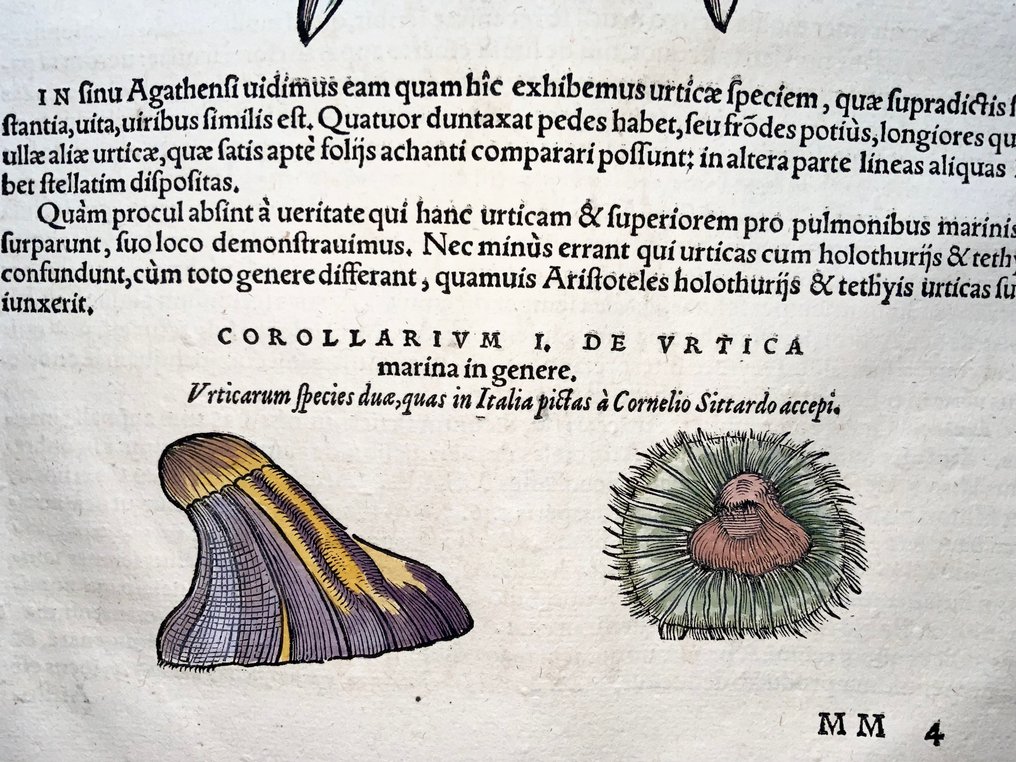 Conrad Gesner [Konrad Gessner] 1516-1565: Fischbuch: Jellyfish, Sea Nettle, Urchins - Folio with - 1620 #2.1