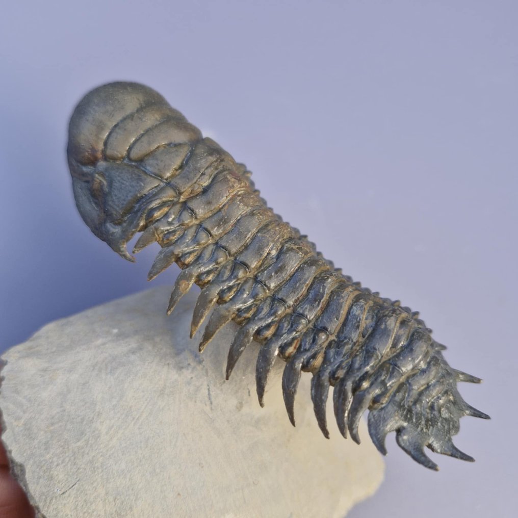 Trilobite - Fossilised animal - Crotalocephalina gibbus - 9.6 cm - 3.6 cm #1.0