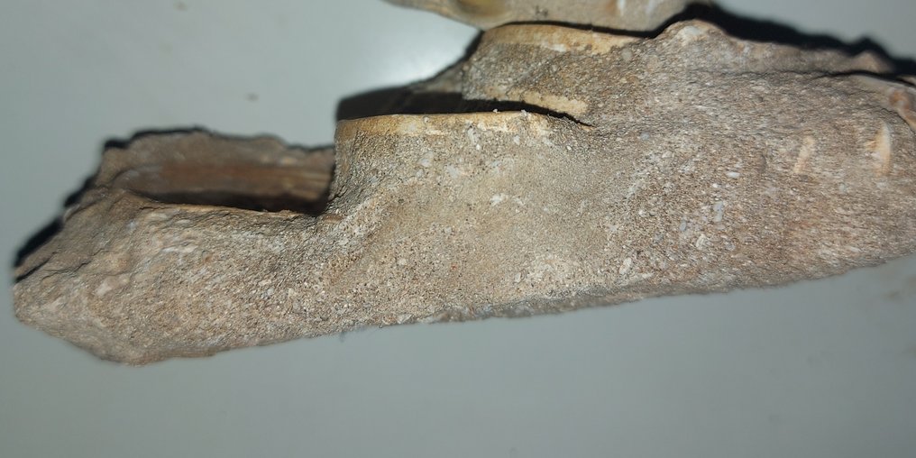 Hai - Fossiilinen selkärangan luu - Otodus obliquus - 11 cm  (Ei pohjahintaa) #2.1