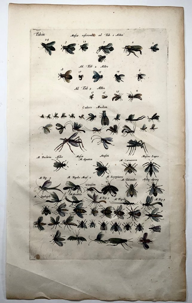 Matthäus Merian (1593-1650) - hand coloured folio: Bugs, wasps, flies, insects - 1657 #4.3