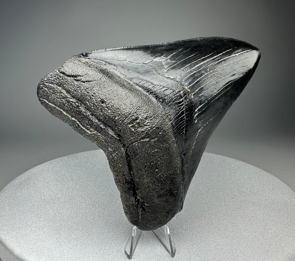 Megalodon - Fossiler Zahn - 12 cm - 10 cm #4.3