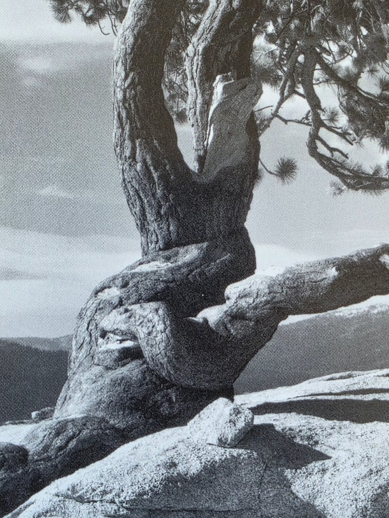 Ansel Adams (1902–1984) - Jeffrey Pine, Sentinel dôme, Yosemite, 1940 #4.3