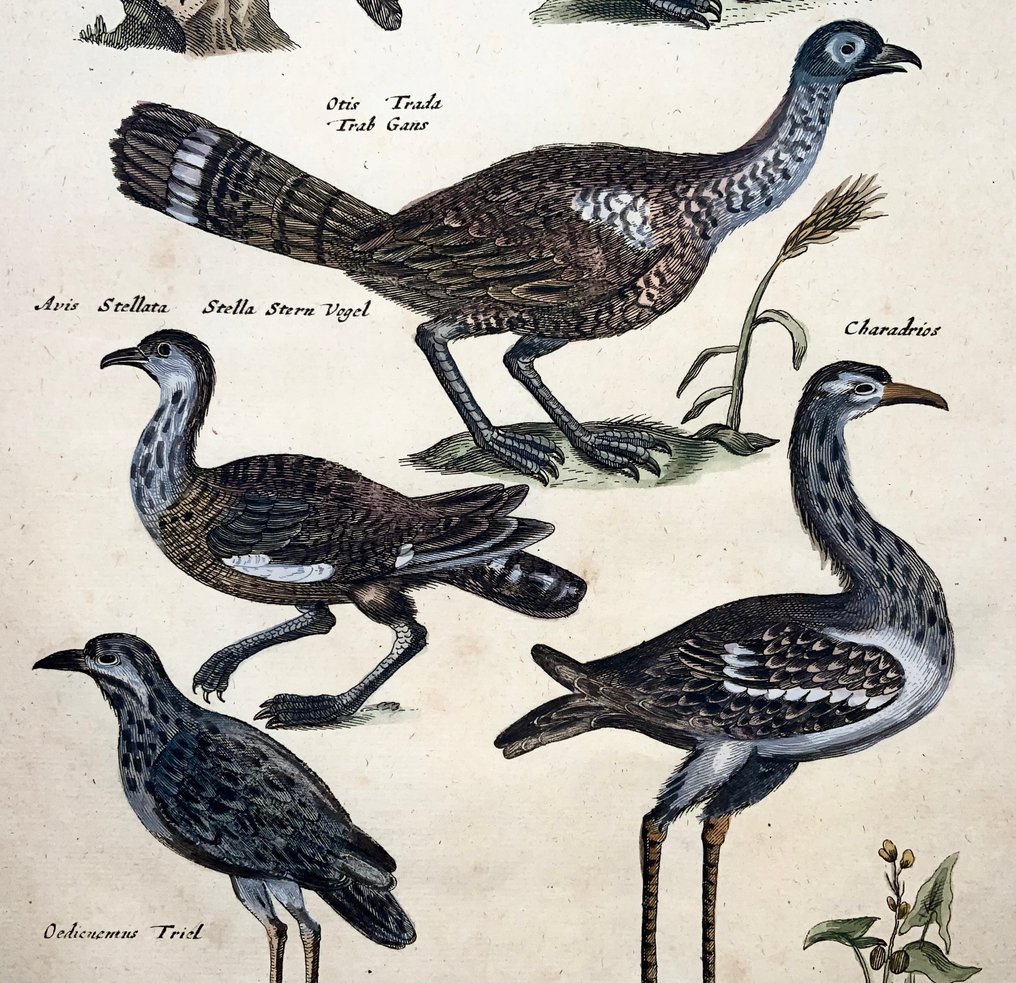 Matthäus Merian (1593-1650) - birds: Hazel Grouse; Bustard; Tern; Plover species - 1657 #1.0