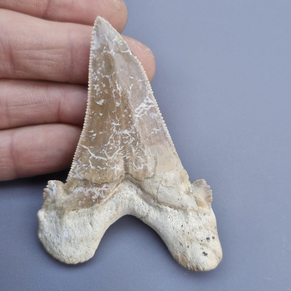 Nagy Megatooth Cápa - Fosszilis fog - Carcharocles sokolowi - 83 mm - 59 mm (Nincs minimálár) #2.1