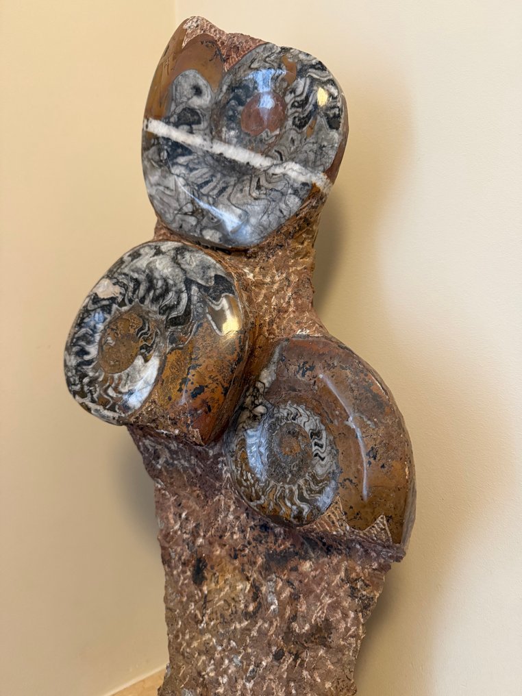 Amonite - Matriz fóssil - Ammonoidea - 54 cm (Sem preço de reserva) #1.0