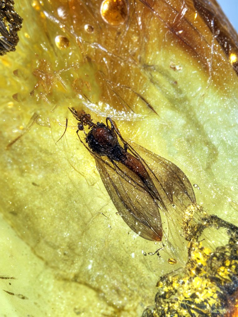 稀有波罗的海琥珀耳环——寄生蜂和苍蝇包裹物天然化石首饰 - 琥珀  (没有保留价) #3.2