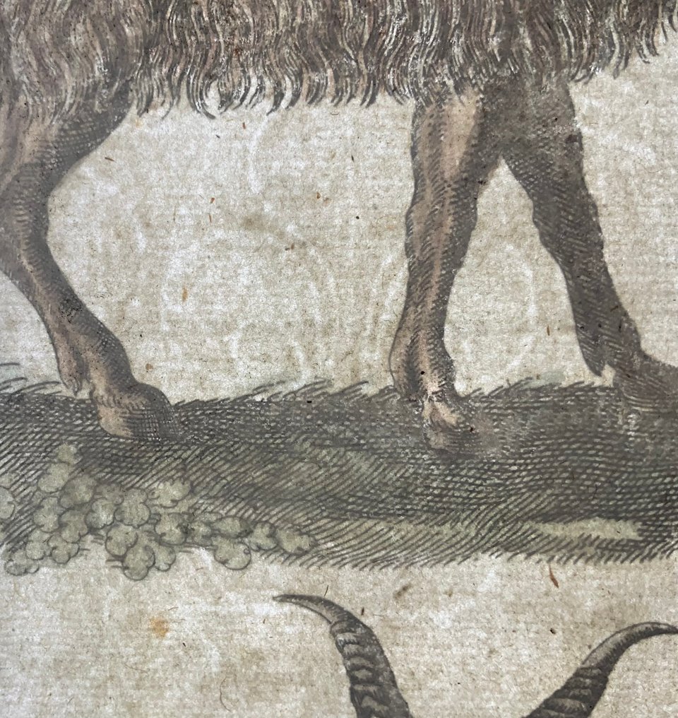 Matthäus Merian (b1593) - hand col. folio: Bovidae, Goats, Sheep - 1657 #4.3