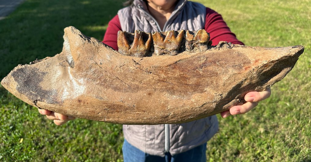 Säugetier - Fossiler Unterkieferknochen #1.0