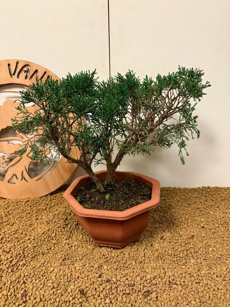 Juniper bonsai (Juniperus) - Height (Tree): 27 cm - Depth (Tree): 35 cm - Portugal #1.0