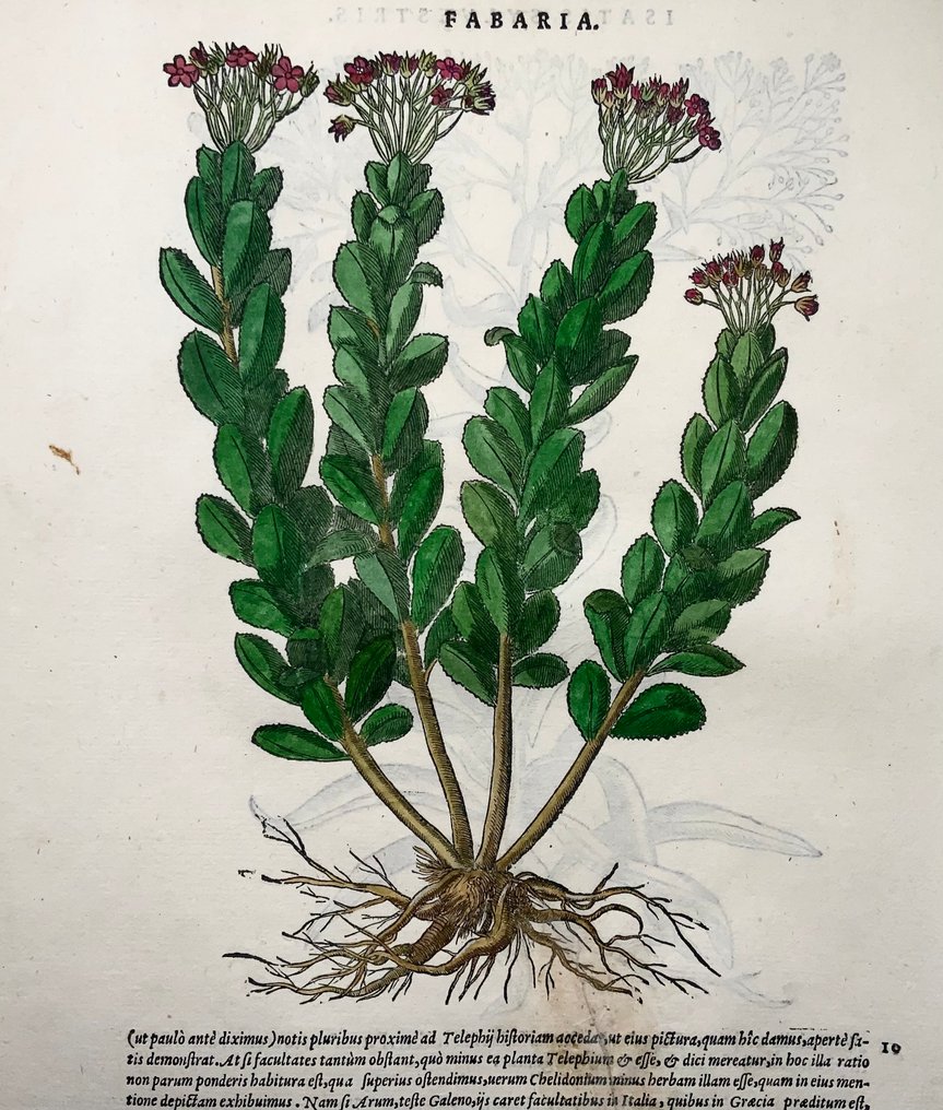 Giorgio Liberale; W. Meyerpeck - Folio, 2 large woodcuts, Botany, herbs: Fumitory - 1565 #1.0