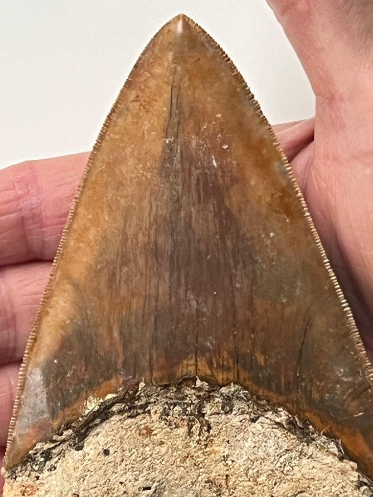 Τεράστιο δόντι Megalodon, 13,4 εκ. - Απολιθωμένο δόντι - Carcharocles megalodon #2.1