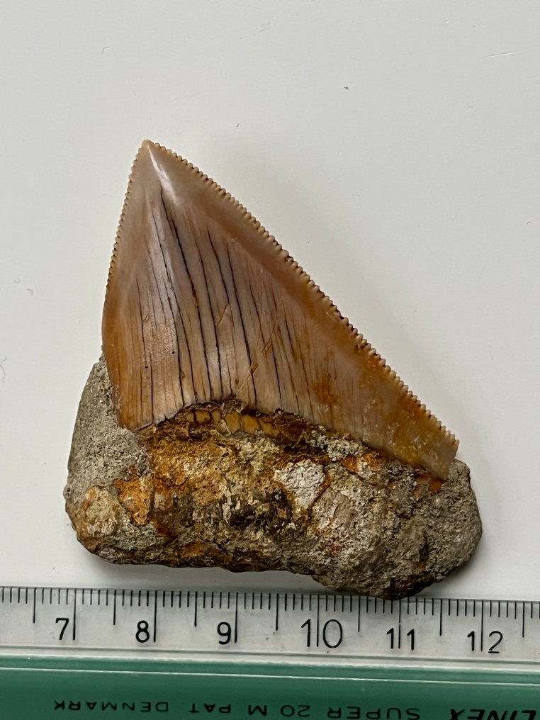 Δόντι Megalodon 6,6 εκ. - Απολιθωμένο δόντι - Carcharocles megalodon  (χωρίς τιμή ασφαλείας) #3.2