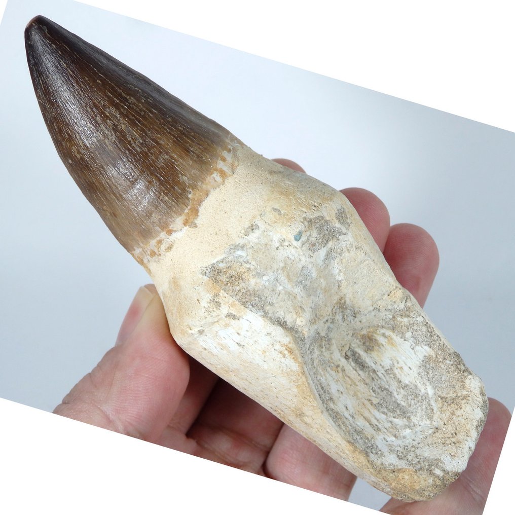 Mosasaur - Fossilised jaw - Prognatodon giganteous - Fossil tooth - Gorgeous - 135 mm - 45 mm (No reserve price) #1.0