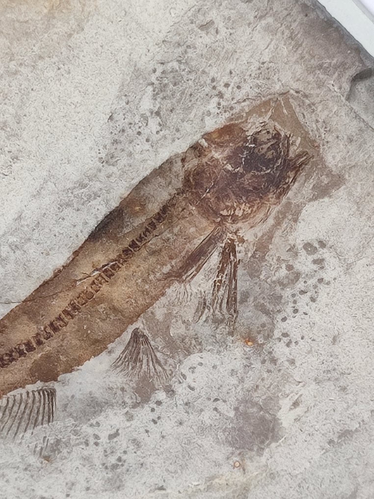 Vis - Fossiel skelet - Lycoptera  (Zonder minimumprijs) #1.0