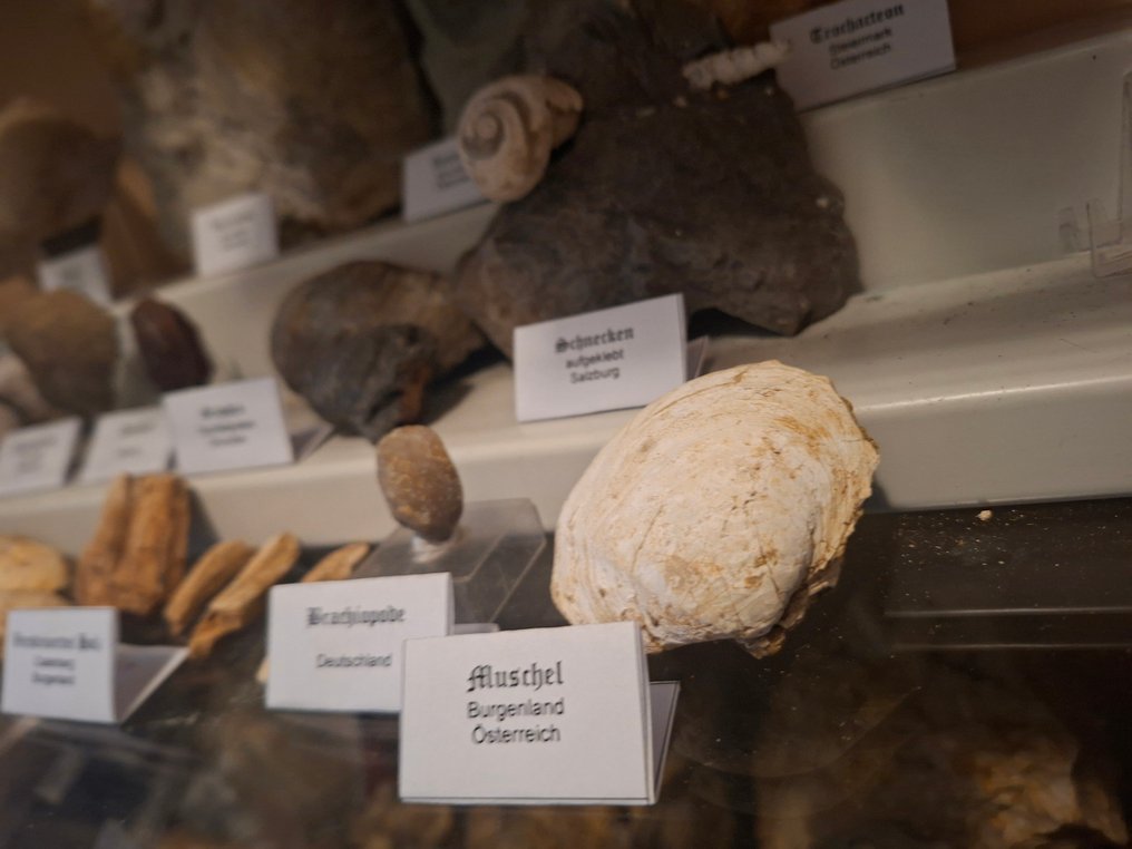 Vanhat fossiililajitelma yli 25 kappaletta - Fossiilinen matriisi  (Ei pohjahintaa) #3.2