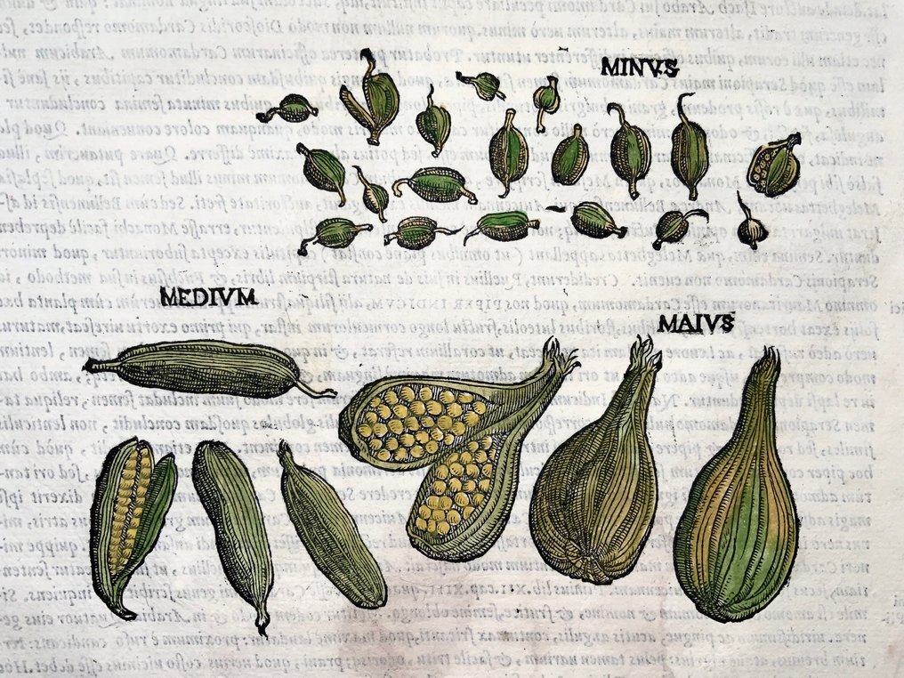 2 Large folios - Giorgio Liberale; W. Meyerpeck - Botany: Cardamom, Nardus Indica - 1565 #3.2