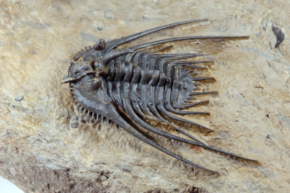 Piikikäs trilobiitti - Fossiilinen kuolleisuuslevy - Ketnaraspis sp. - Trilobite its 50mm - 130 mm - 80 mm #2.1